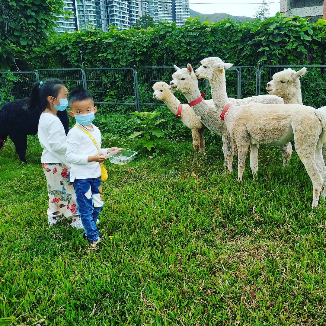 蝶豆花園